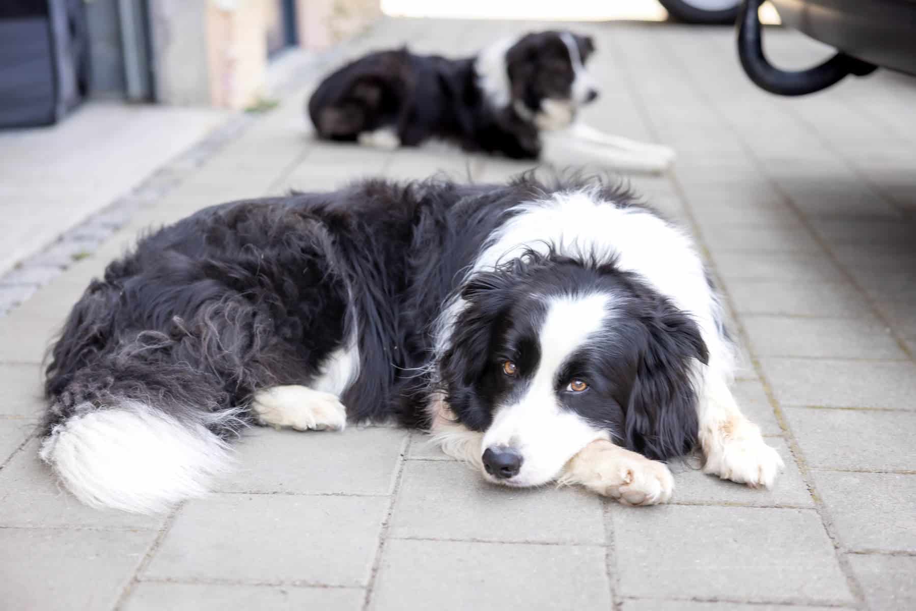 Zwei Border Collies liegen entspannt auf dem Gehweg vor K&R Elektro GmbH.